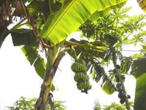 jesuit reproduction banana