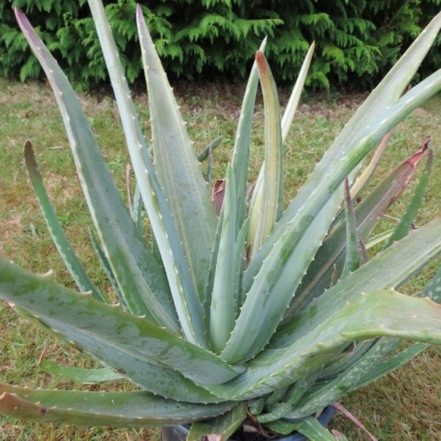 Aloe Verauna pianta naturale con qualità eccezionali