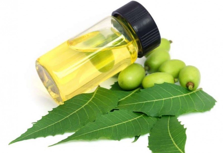 Neem oil a substance with a thousand virtues, very popular in Garoua